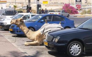 CamelParking